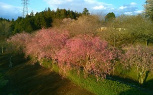 常陸風土記の丘(1)