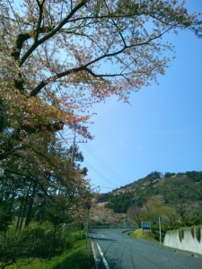 愛宕山の桜