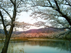 北条大池の桜(2)