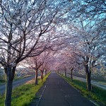 りんりんロードの桜並木(北条付近)