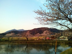 北条大池の桜(1)